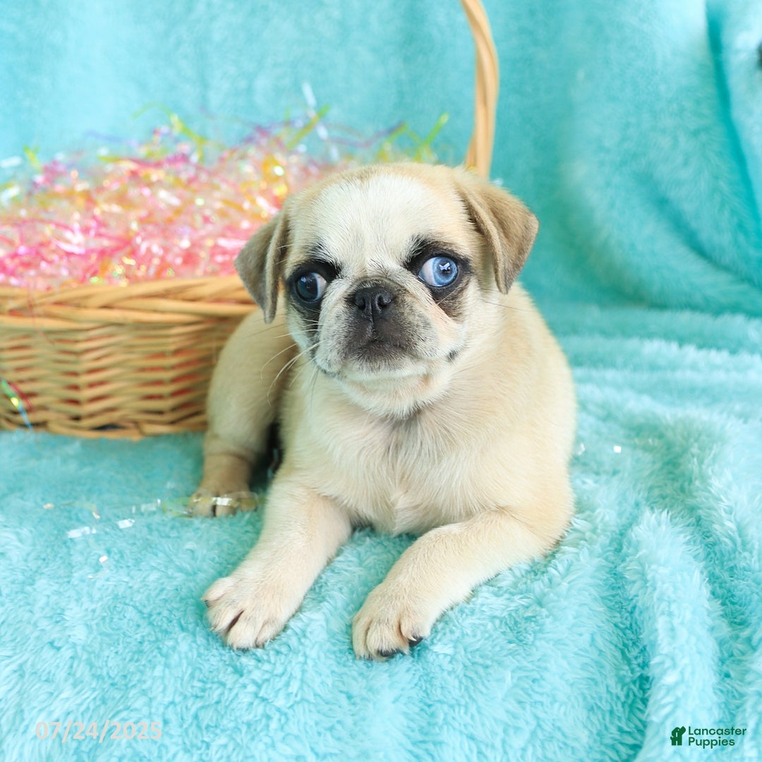 Pug dogs for sale: Penelope - Image 4