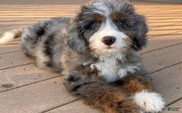 Mini Bernedoodle dogs for sale: 💙 Boston Ma 💙 Mini Bernedoodle - Image 10