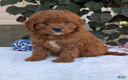 Cavapoo dogs for sale: Remi - Image 23