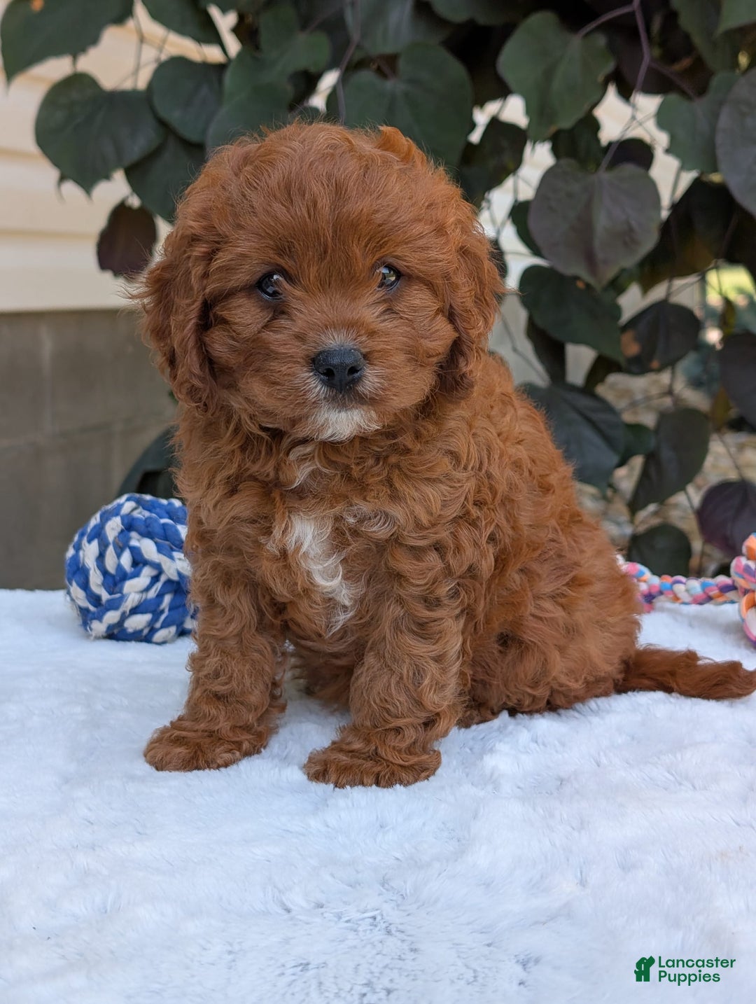 Cavapoo dogs for sale: Remi - Image 23