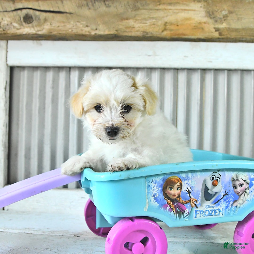 Maltipoo dogs for sale: Mason - Image 4