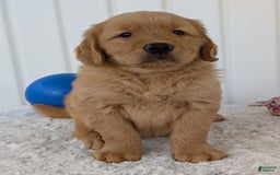 Golden Retriever dogs for sale: Brady - Image 13