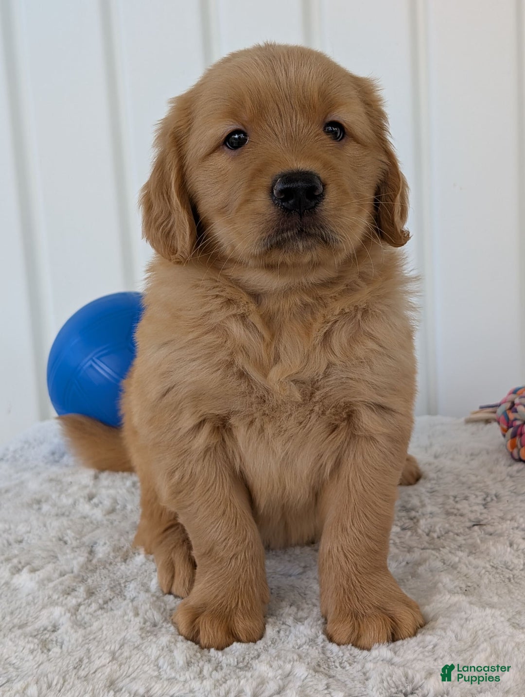 Golden Retriever dogs for sale: Brady - Image 13
