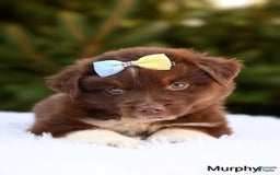 Miniature Australian Shepherd dogs for sale: Murphy - Image 2