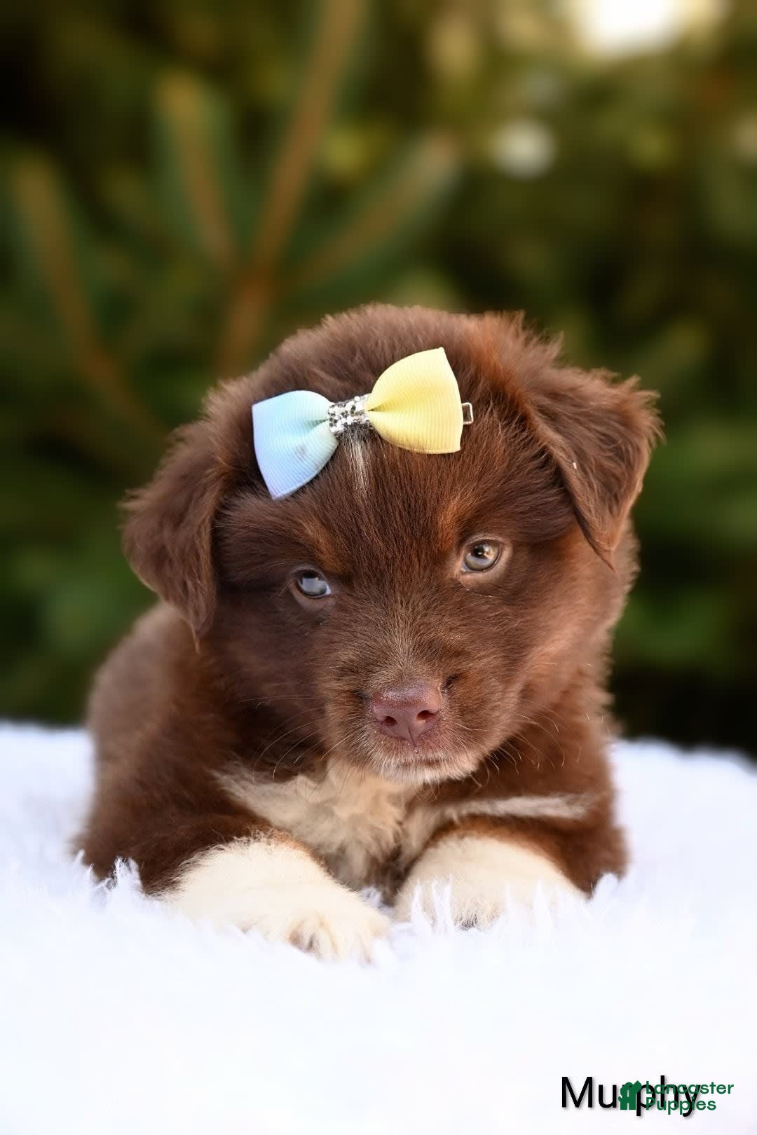 Miniature Australian Shepherd dogs for sale: Murphy - Image 2