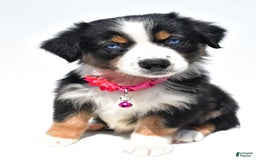 Australian Shepherd dogs for sale: Kate - Image 1