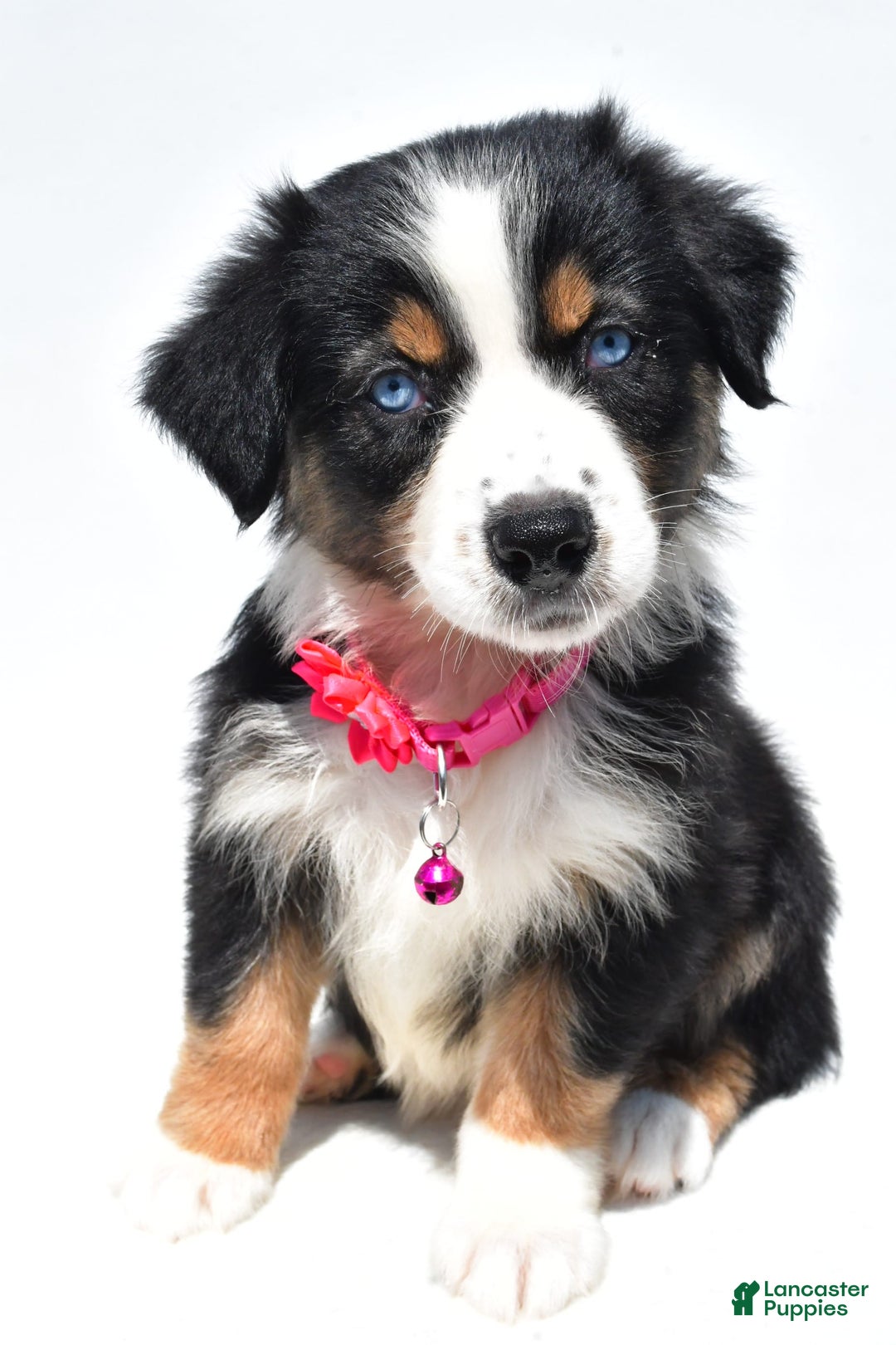 Australian Shepherd dogs for sale: Kate - Image 1