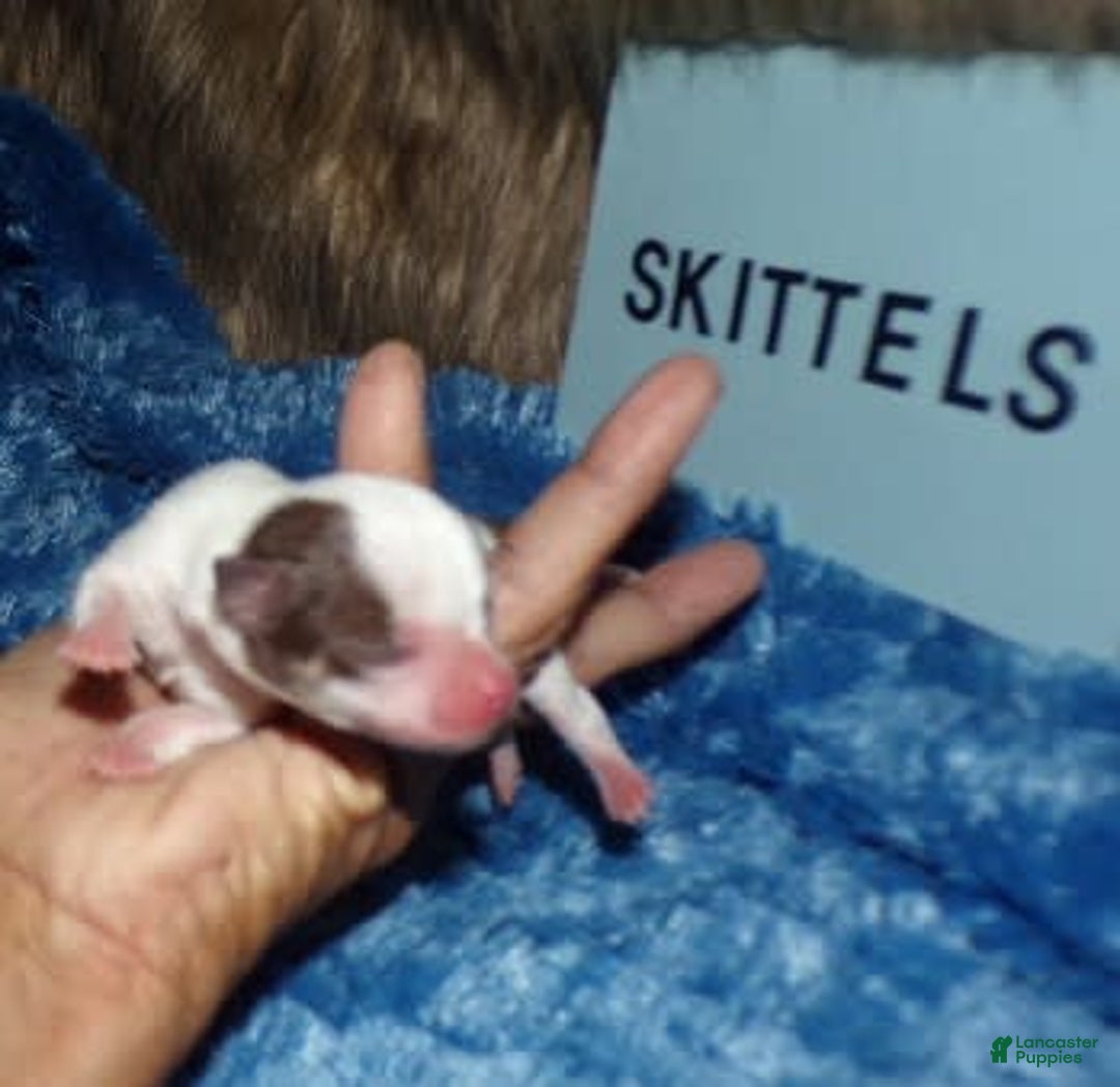 Chihuahua dogs for sale: Teacup Skittles - Image 4