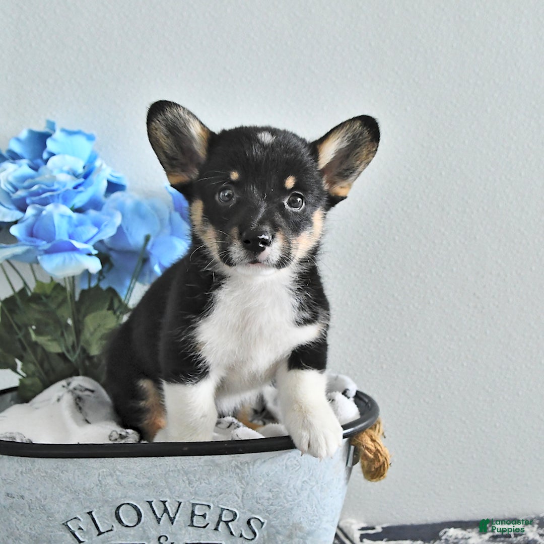 Welsh Corgi Pembroke dogs for sale: Welsh Corgi (Pembroke) 9 puppies - Image 7
