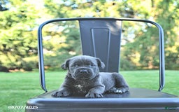 Cane Corso dogs for sale: Mia - Image 2