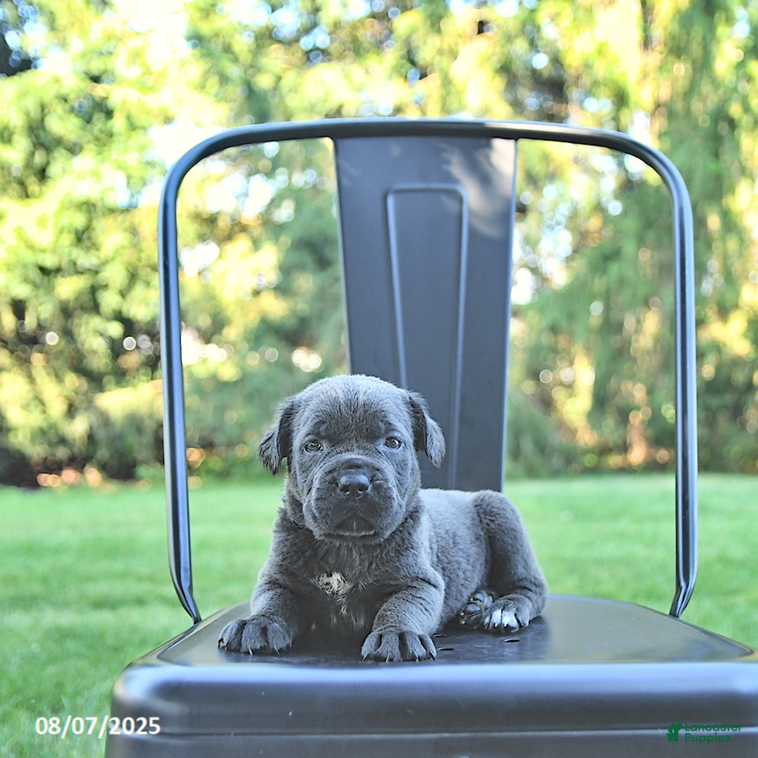 Cane Corso dogs for sale: Mia - Image 2