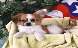 Papillon dogs for sale: Alex - Image 11