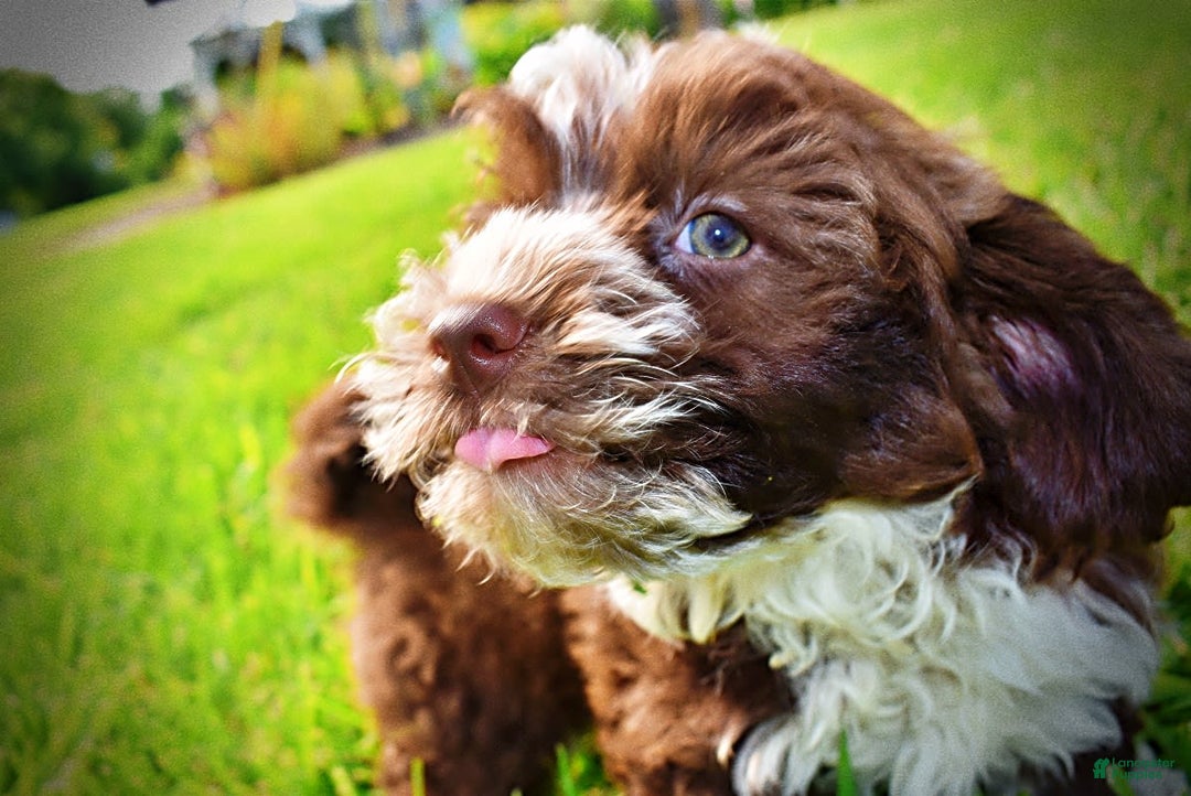 Havapoo dogs for sale: Valor - Image 5