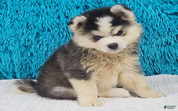 Pomsky dogs for sale: Waffles - Image 1