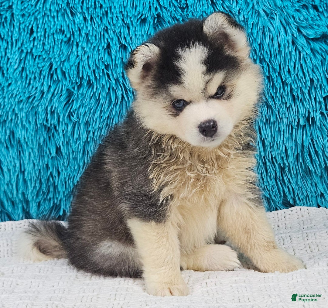 Pomsky dogs for sale: Waffles - Image 1