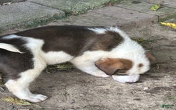Great Pyrenees dogs for sale: Balto - Image 1