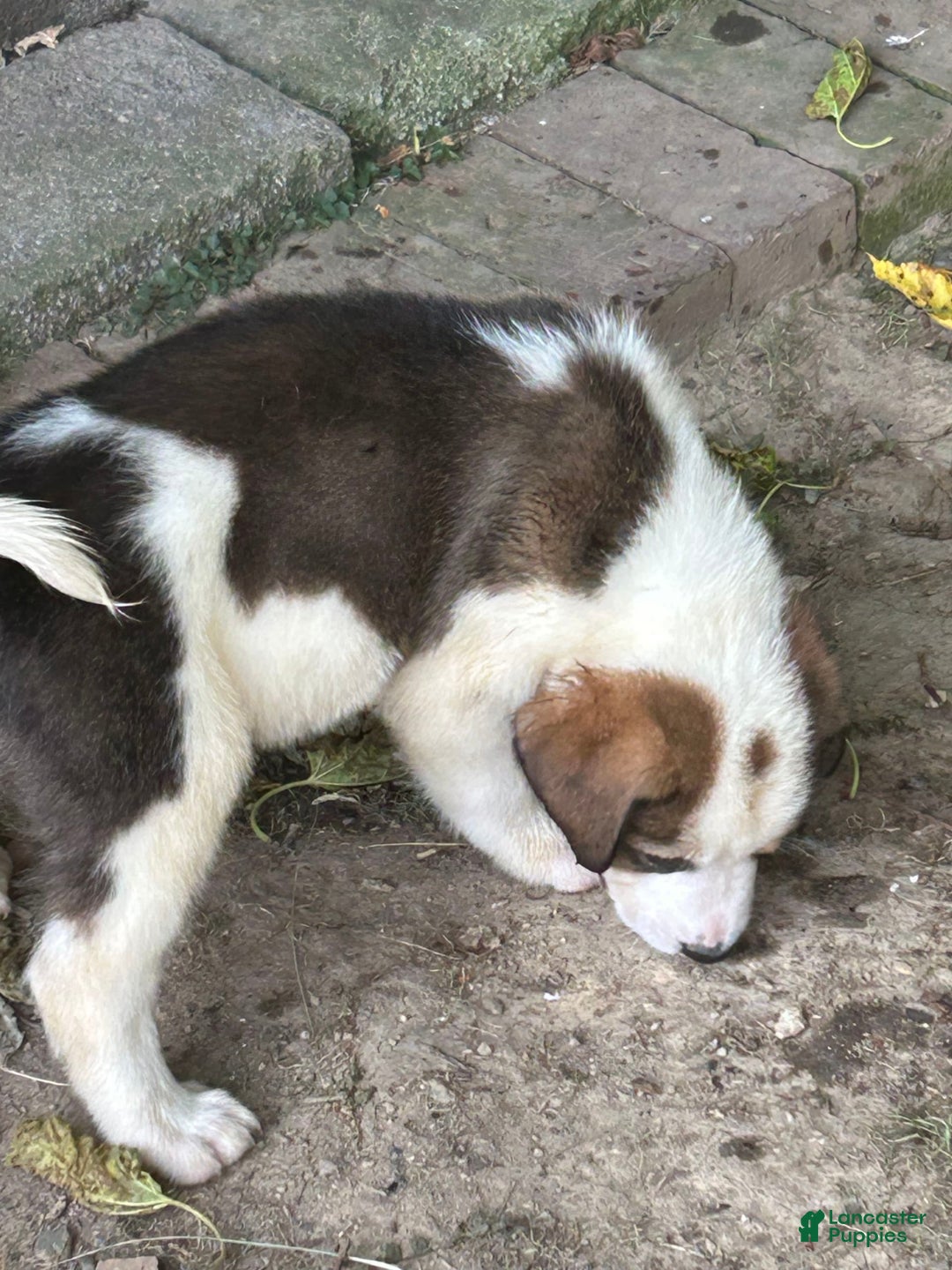Great Pyrenees dogs for sale: Balto - Image 1