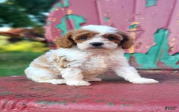 Cavapoo dogs for sale: Justice - Image 3
