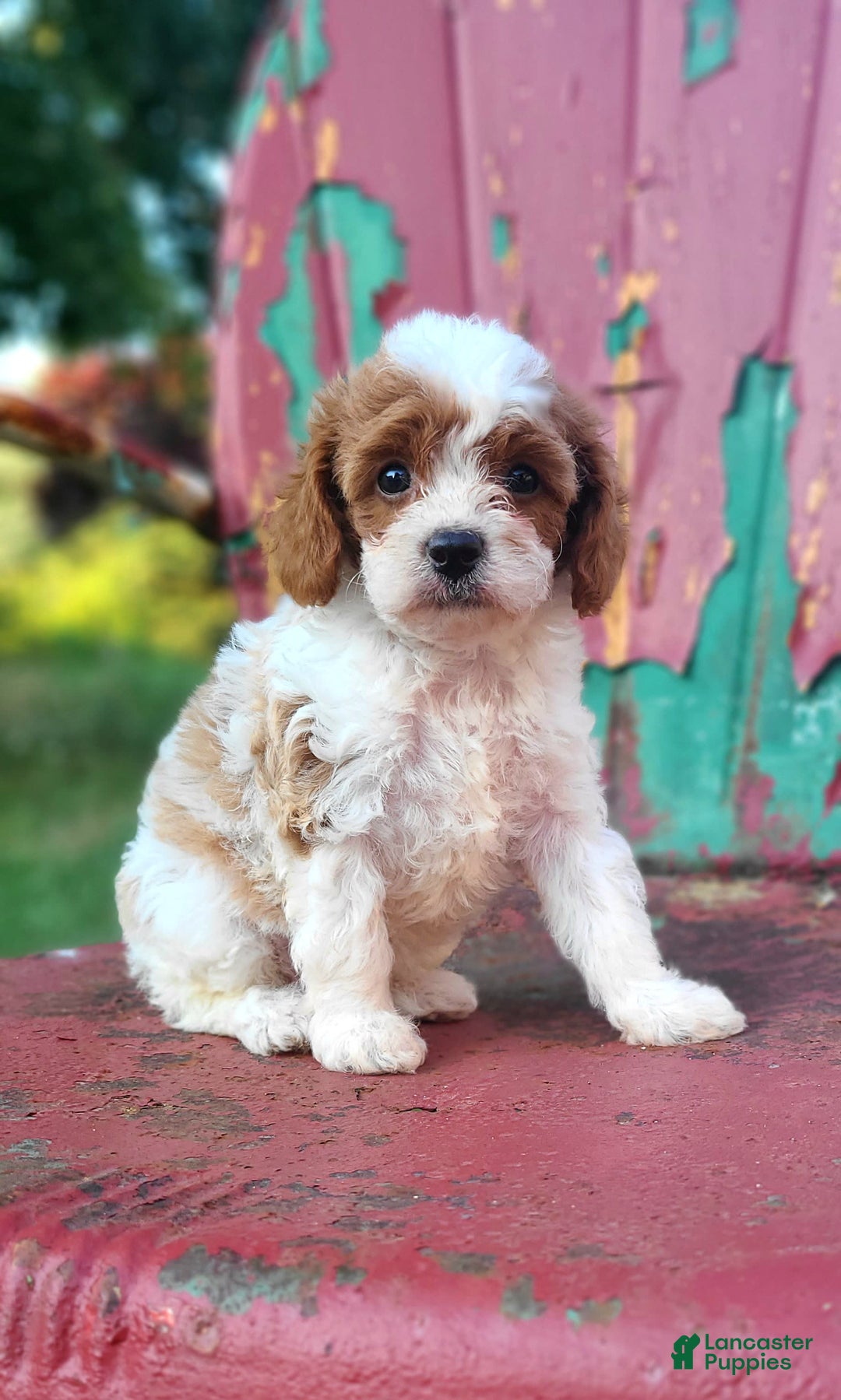 Cavapoo dogs for sale: Justice - Image 3