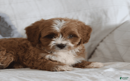 Cavapoo dogs for sale: Rusty - Image 3