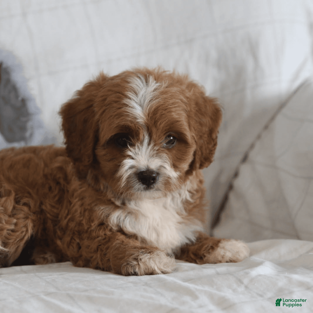 Cavapoo dogs for sale: Rusty - Image 3
