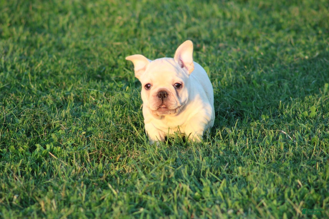 French Bulldog dogs for sale: Lincoln - Image 25