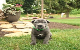Cane Corso dogs for sale: Olivia - Image 2
