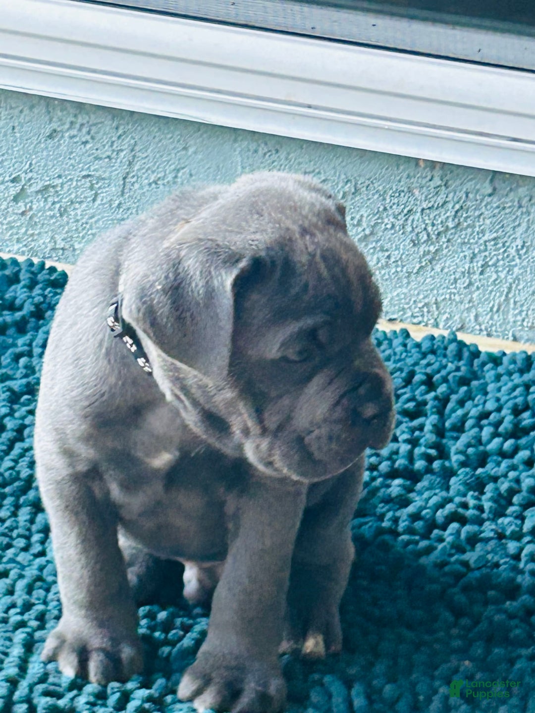 Cane Corso dogs for sale: Rocco - Image 2