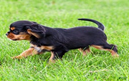 Cavalier King Charles Spaniel dogs for sale: Rocky - Image 20