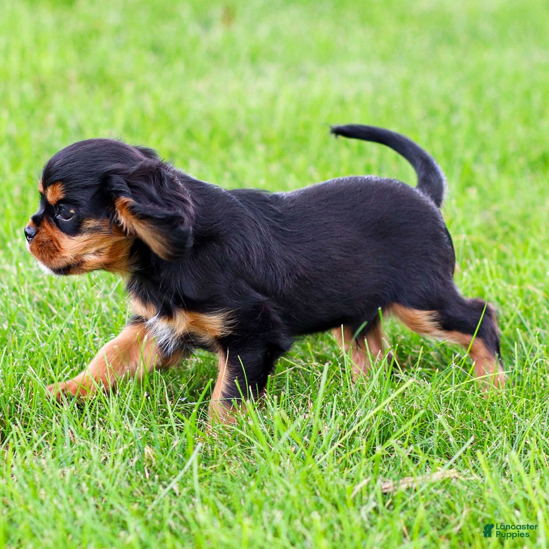 Cavalier King Charles Spaniel dogs for sale: Rocky - Image 20