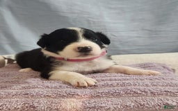 Border Collie dogs for sale: Sabrina Barkenter - Image 2