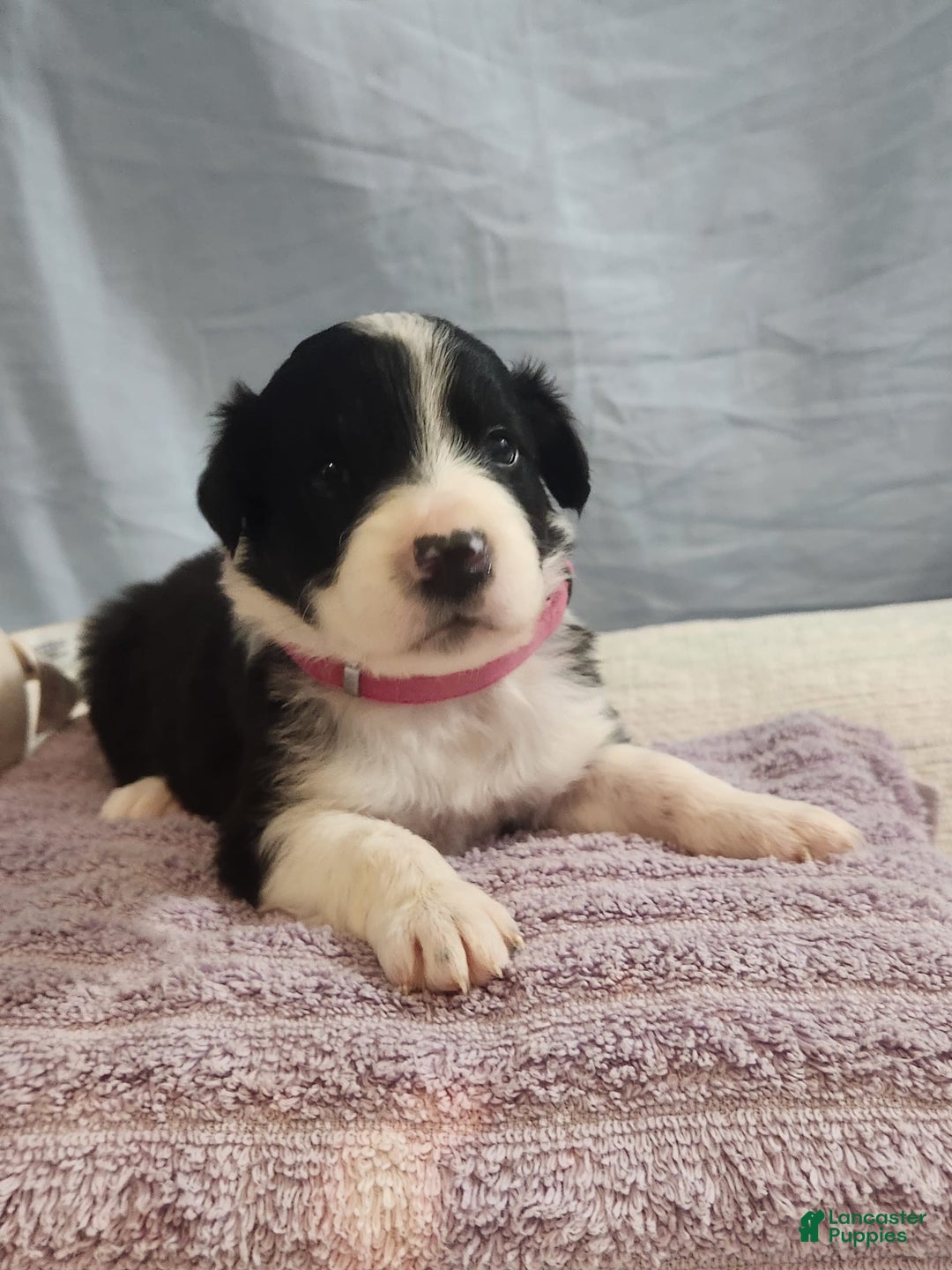 Border Collie dogs for sale: Sabrina Barkenter - Image 2