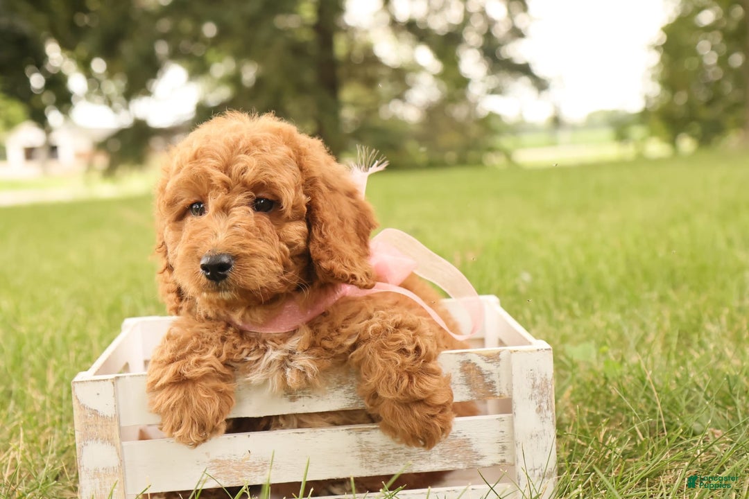 Mini Goldendoodle dogs for sale: Rosie - Image 4