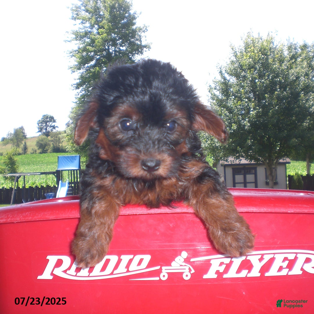 Yorkiepoo dogs for sale: Mia - Image 11