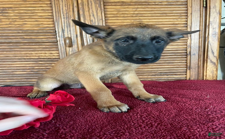 Belgian Malinois dogs for sale - Ad 4