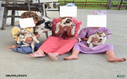 Siberian Husky dogs for sale: Riley - Image 2