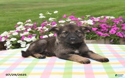 German Shepherd dogs for sale: Bentley - Image 3