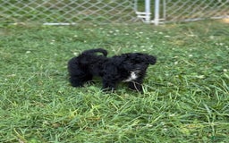 Pomapoo dogs for sale: Poo bear - Image 3