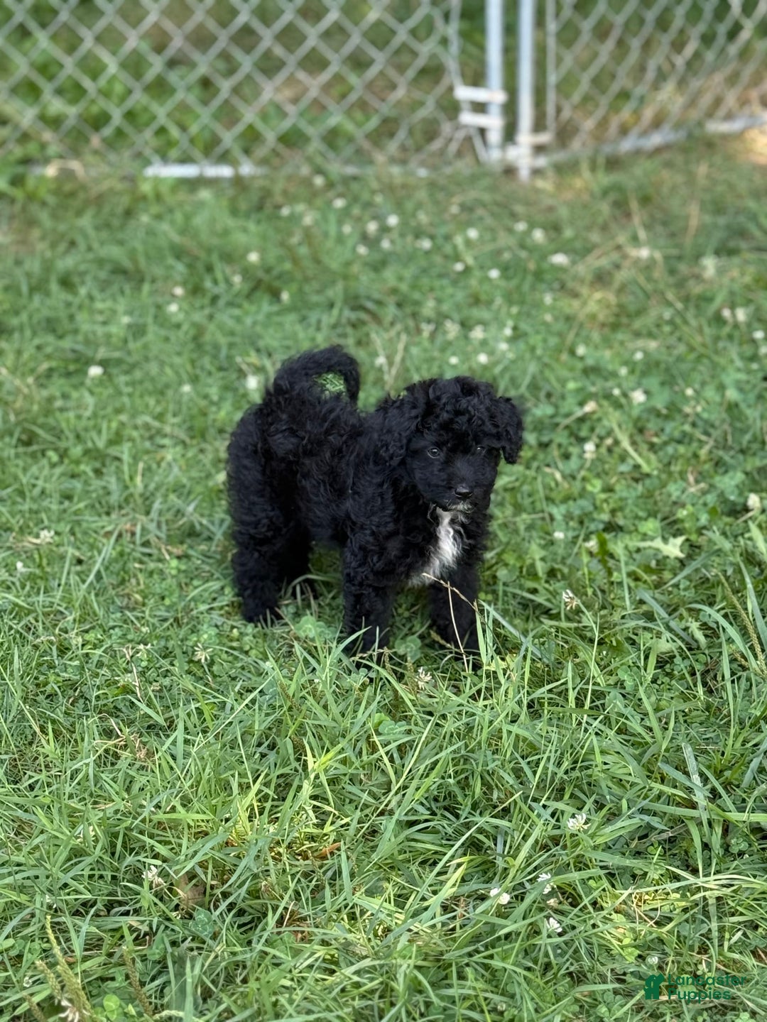Pomapoo dogs for sale: Poo bear - Image 3