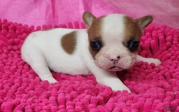 French Bulldog dogs for sale: Summer - Image 2
