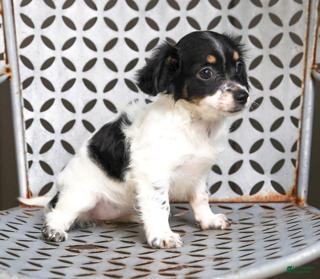 Chihuahua dogs for sale: Chihuahua 3 puppies - Image 3