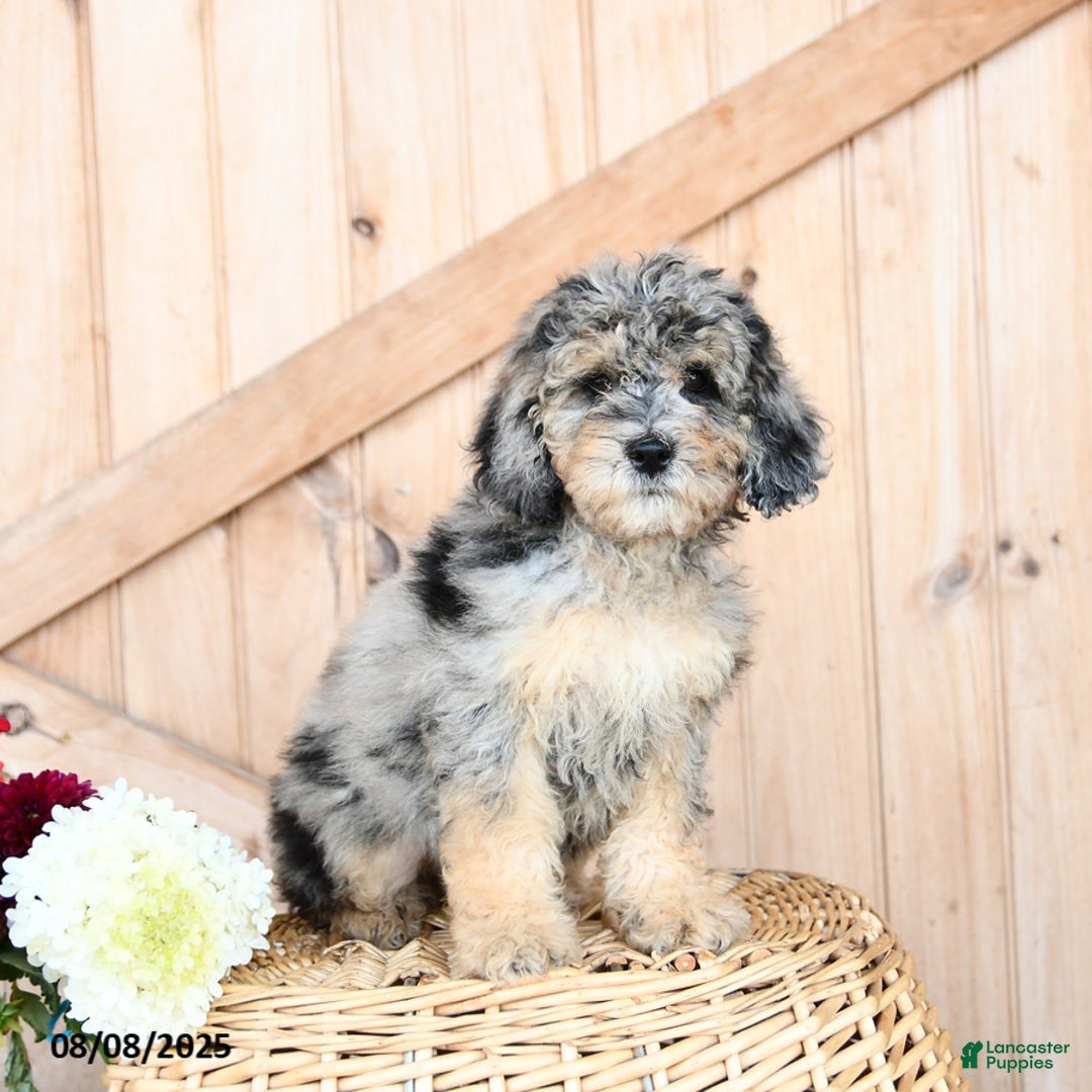 Miniature Poodle dogs for sale: Miniature Poodle 8 puppies - Image 20