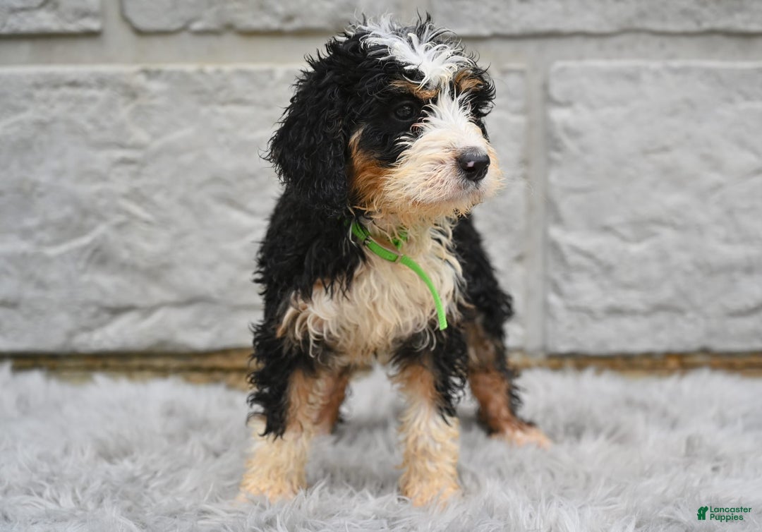 Bernedoodle dogs for sale: Bailey - Image 4