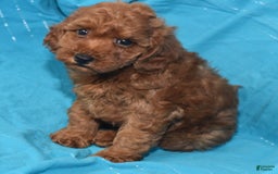 Miniature Poodle dogs for sale: Trotter - Image 13