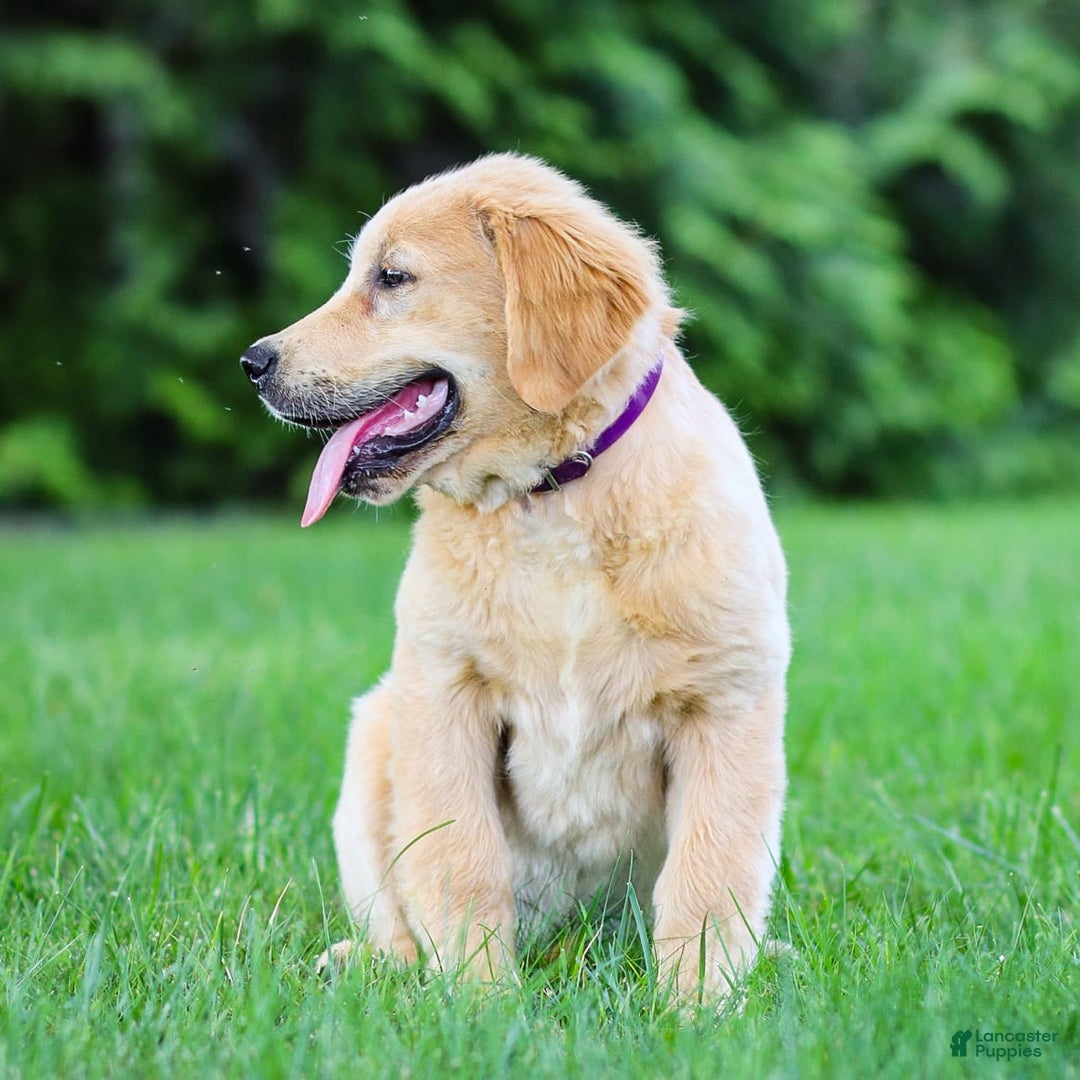 Golden Retriever dogs for sale: Cindy - Image 4