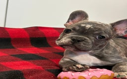 French Bulldog dogs for sale: Rocky - Image 4