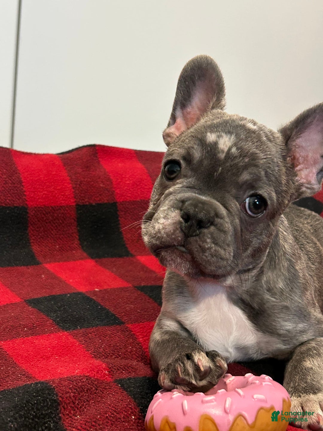 French Bulldog dogs for sale: Rocky - Image 4
