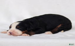 Mini Bernedoodle dogs for sale: Milo - Image 3