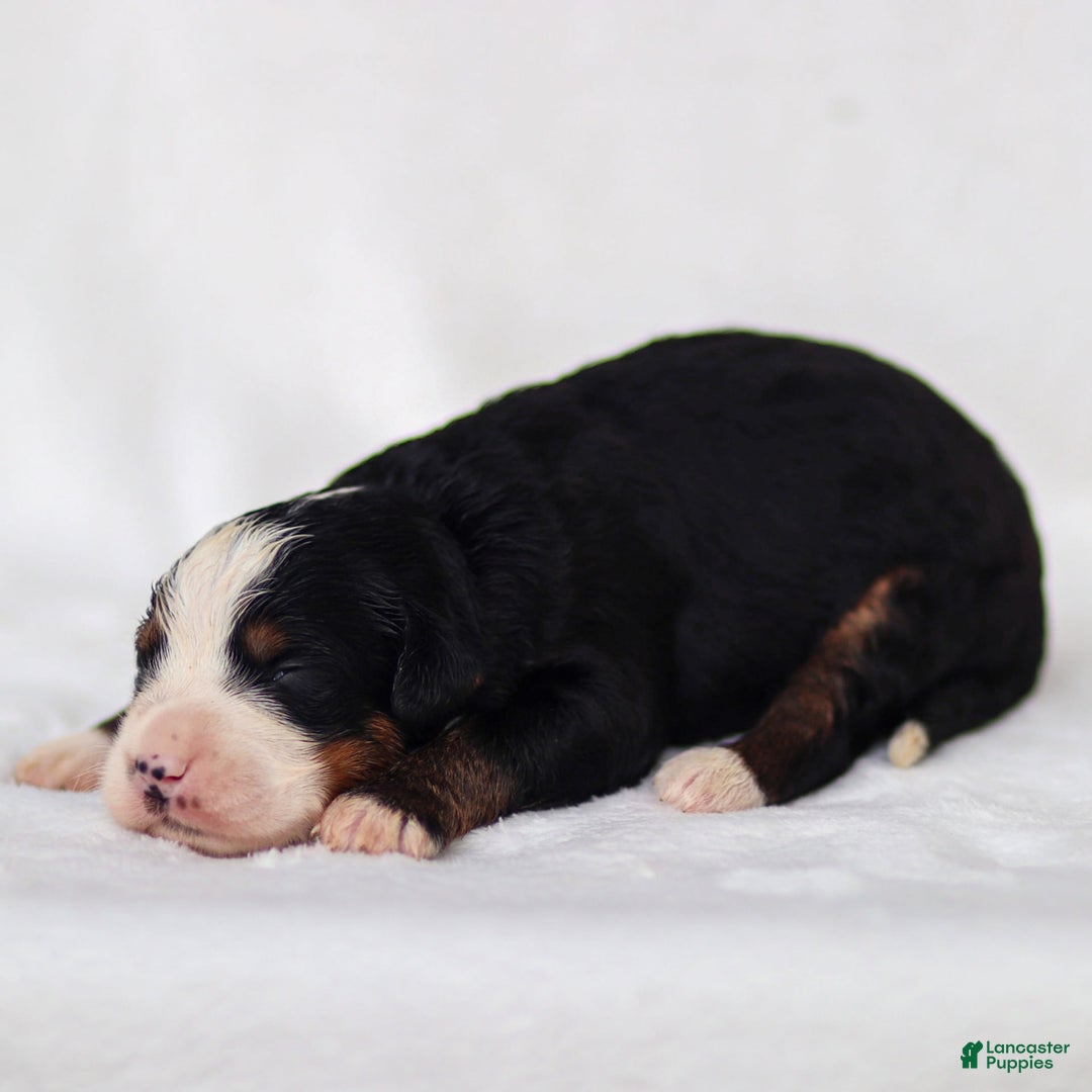 Mini Bernedoodle dogs for sale: Milo - Image 3