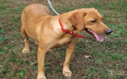 Labrador Retriever dogs for sale: Red Collar - Image 2